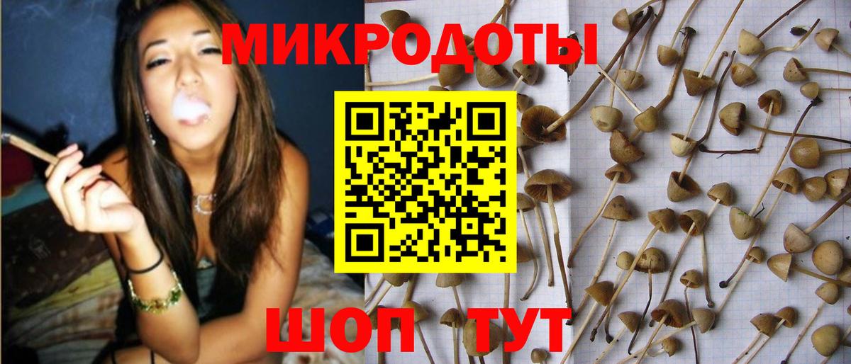 Псилоцибиновые грибы Cubensis Ковров